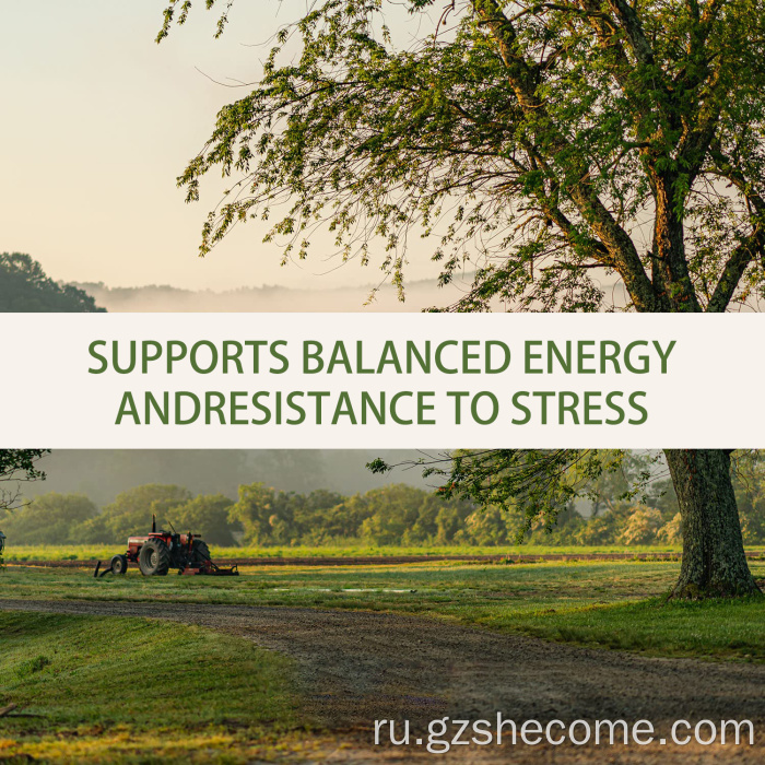 Ashwagandha травяная добавка.